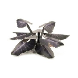 Plantes laser - Taro...